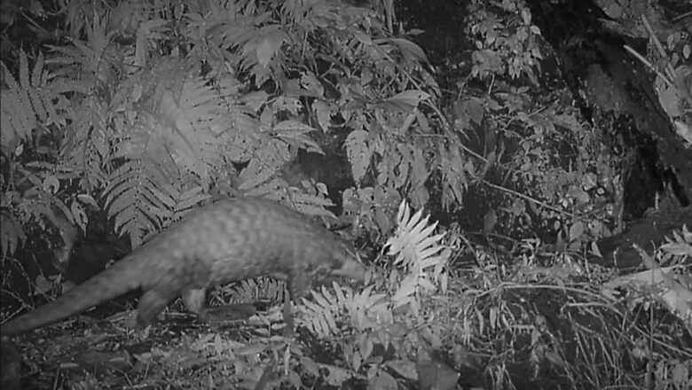 खोटाङमा भेटियो अति सङ्कटापन्न सूचीमा रहेको कालो सालक