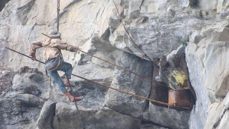 लोपोन्मुख भीर मौरीको संरक्षण गर्दै पर्यटन प्रवद्र्धन गर्न फेदीमा ‘हनी हन्टिङ’ महोत्सव