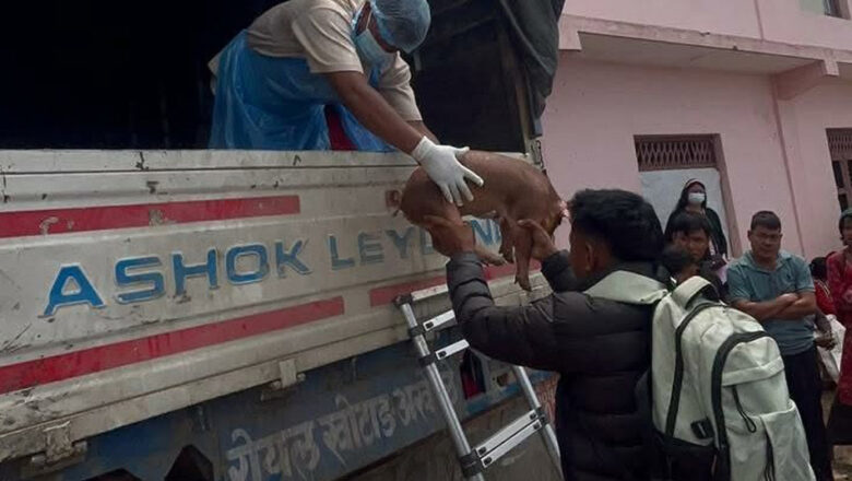 मासुमा आत्मनिर्भर बनाउन किसानलाई उन्नत जातका बङ्गुरको पाठा–पाठी वितरण